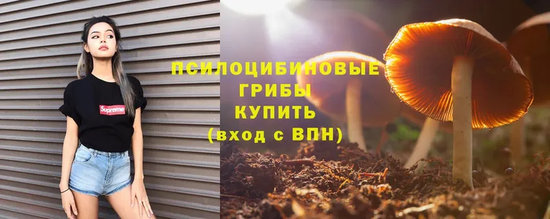 Галлюциногенные грибы Psilocybe  OMG сайт  Россошь 